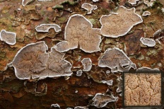 Ганодерма гъби (лат Polyporus) (описание гъби) Ганодерма гъби (лат Polyporus)