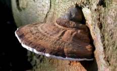 Ганодерма гъби (лат Polyporus)