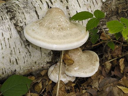 Polypore гъби снимки, видеоклипове и описание, хранителни или не, какви прахан общо