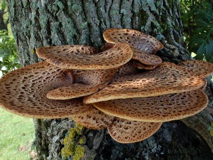 Polypore гъби снимки, видеоклипове и описание, хранителни или не, какви прахан общо