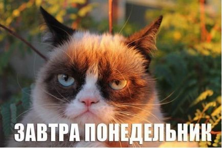 Гръмпи котка, memepedia (защо това ядосан котка муцуната) Гръмпи котка, memepedia