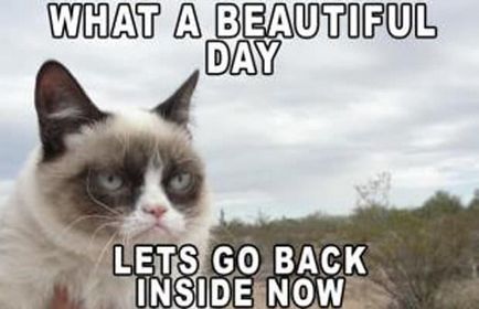 Гръмпи котка, memepedia (ядосан) Гръмпи котка, memepedia