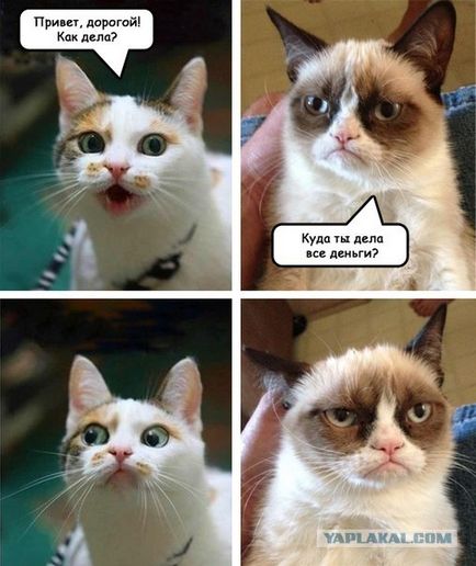 Гръмпи котка, memepedia (MEM котка) Гръмпи котка, memepedia