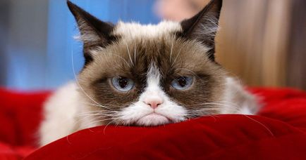 Гръмпи котка, memepedia (ядосан котка) Гръмпи котка, memepedia