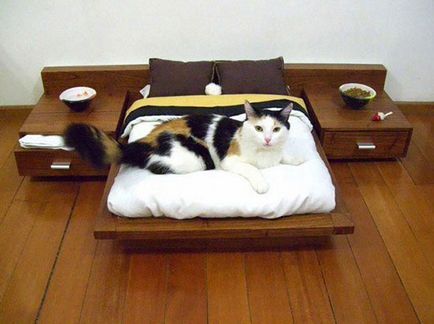 Идеи как да се диван за котката или котката със собствените си ръце - котка в къщата