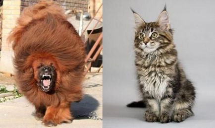 Интересно - най-скъпият кучето и най-голямата котка в света