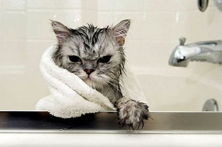 Колко често може да се къпят кучета и котки, колко пъти