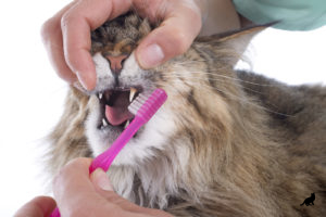 Как да се почисти съвети котешки зъби и трикове