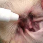 Как да се почисти котешки зъби у дома си, а британецът, пероксид, сфинкс дома зъб прах (котка) Как да се почисти котешки зъби у дома, и британец, пероксид, сфинкс за миене на зъби у дома
