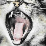Как да се почисти котешки зъби у дома, и британец, пероксид, сфинкс дома зъб на прах (зъбите) Как да се почисти котешки зъби у дома, и британец, пероксид, сфинкс за миене на зъби у дома