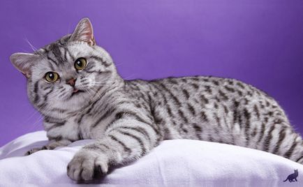 Как да се обучават котка основни команди, съвети и насоки (котка у дома) Как да се обучават на котка основни команди, съвети и трикове