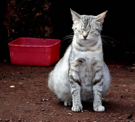 Как да се обучават котка основни команди, съвети и насоки (котка у дома) Как да се обучават на котка основни команди, съвети и трикове