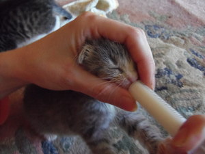 Как и какво да се хранят котенце на възраст от 1 месец, без майка-котка (фуражи) Как и какво да се хранят котенце на възраст от 1 месец, без котка-майка