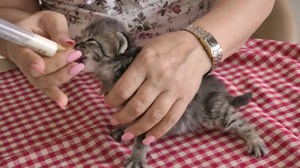 Как и какво да се хранят котенце на възраст от 1 месец, без котка-майка