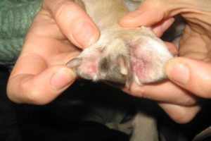 Как и какво да лекува стафилокок кучета (златен и други видове инфекции) лекарства, симптомите могат да бъдат
