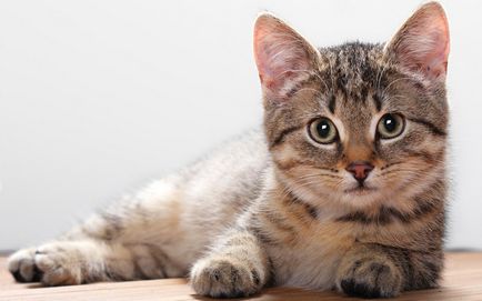 Какво породи на домашни котки характеристика цветни райета