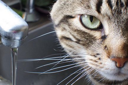 Как да се отървете от миризмата на котки (проверете площ)