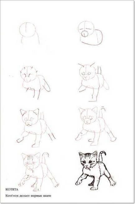 Как да се направи котка