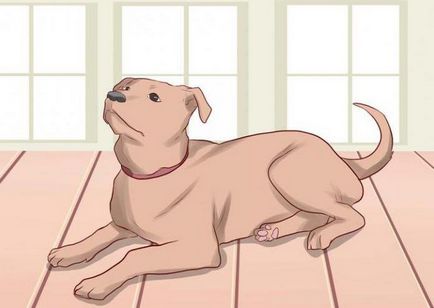 Как да науча вашия екип, за да положи съвети куче кучета товарачи
