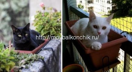 Как да се гарантира безопасността на котката на балкона