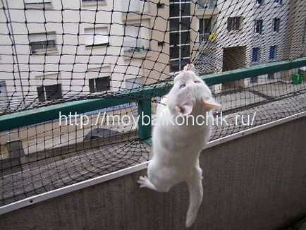 Как да се гарантира безопасността на котката на балкона