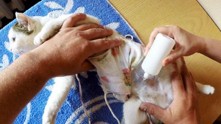 Как да се справят с шев котката след стерилизация