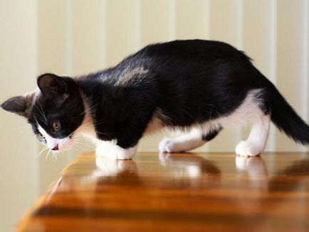 Как да отвикне котка изкачване на масите може да ви се отбива котка изкачване на таблици