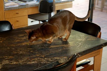 Как да отвикне котка изкачване на масите може да ви се отбива котка изкачване на таблици