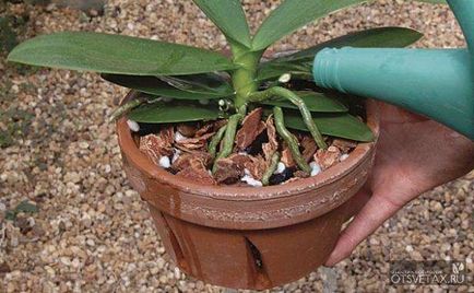 Как да поливам орхидеи у дома