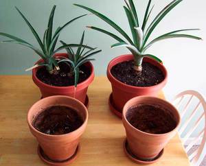 Как да се засадят и отгледате ананас у дома правила за отглеждане и грижа, методи за размножаване