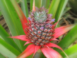 Как да се засадят и отгледате ананас у дома правила за отглеждане и грижа, методи за размножаване
