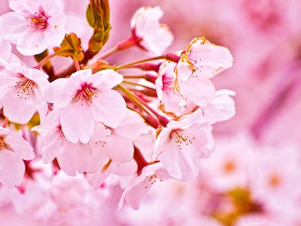 Като растение и растат Sakura (растение) Как да се засадят и да растат Сакура