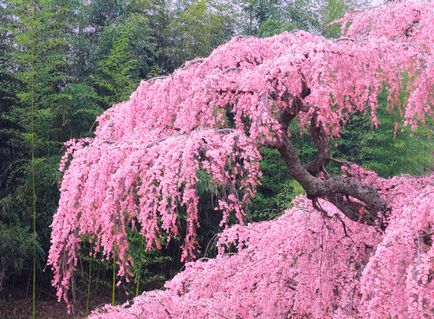 Като растение и растат Sakura (растение) Как да се засадят и да растат Сакура