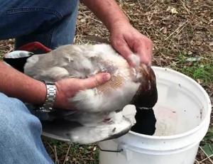Как да късат патица у дома, изкормване и клане на домашни птици