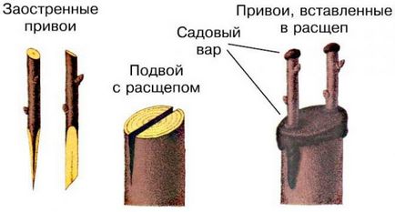 Как да възпитаваме череши