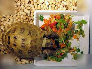 Как да се поддържа и се грижи за костенурката на земя у дома