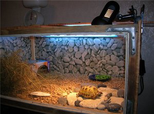 Как да се поддържа и се грижи за костенурката на земя у дома