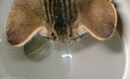 Как да привикнат котката до тоалетната след тавата в домашно видео околната среда