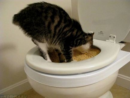 Как да привикнат котката до тоалетната след тавата в домашно видео околната среда