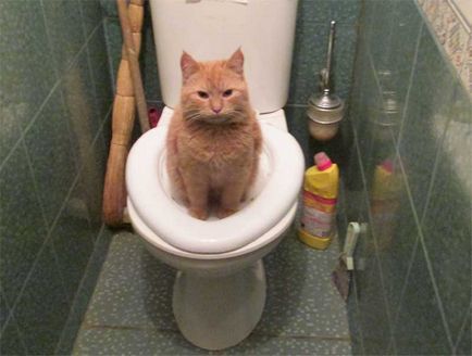 Как да привикнат котката до тоалетната - просто и надеждно