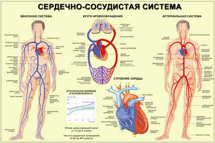 Как да проверите съдовете на мозъка, сърцето и крайниците