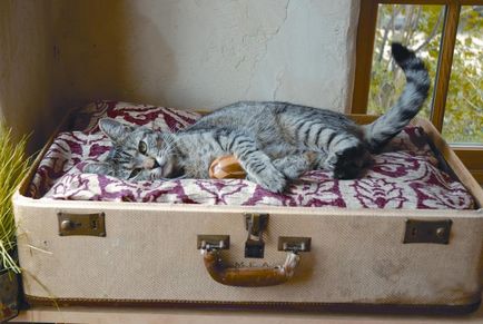 Как да си направим диван за котката с ръцете си (55 снимки) бира от стар пуловер, капитанът на батерията
