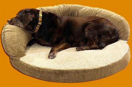 Как да си направим диван за куче със собствените си ръце на майсторски клас производствени меки дивани с пяна и
