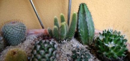 Cactus - отглеждането и грижи съвети