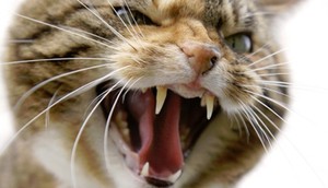 Как да се успокои агресивна котка, как да се успокои котката с агресивно поведение
