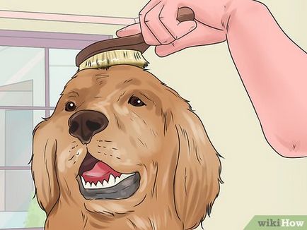 Как да се разресва заплитане в кучето