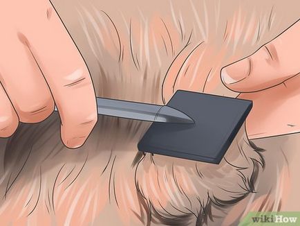 Как да се разресва заплитане в кучето