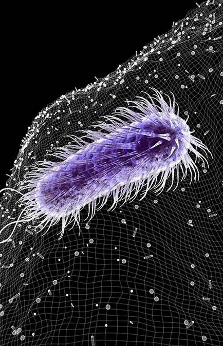 Как са микроби и бактерии - безплатна снимка Pharmaceutical Търсене