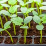 Как да расте от семена на Ageratum у дома