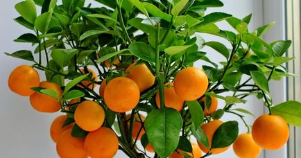 Как да расте един портокал от камък с ръцете си